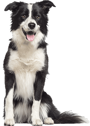 dog image